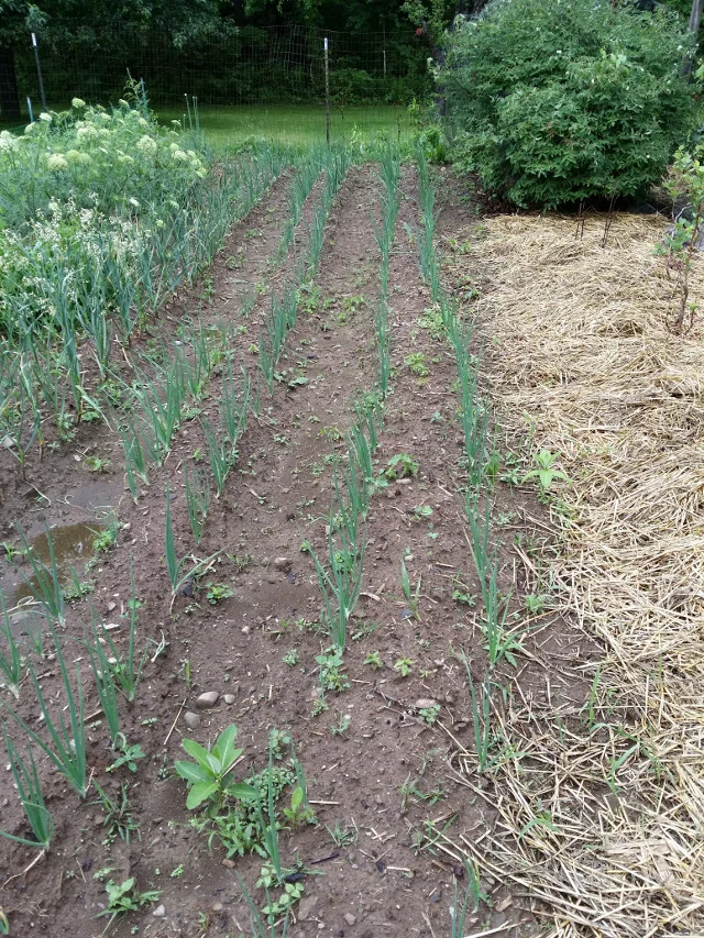 Onion plants in June.