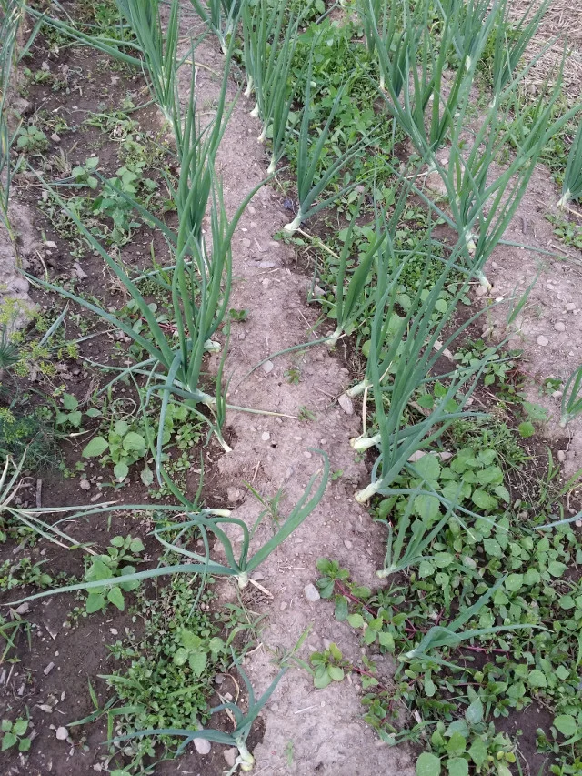 Those are not all (bad) weeds between the onions. One is purslane, a powerhouse plant that is good for you. But be careful; it can become overbearing in your garden.