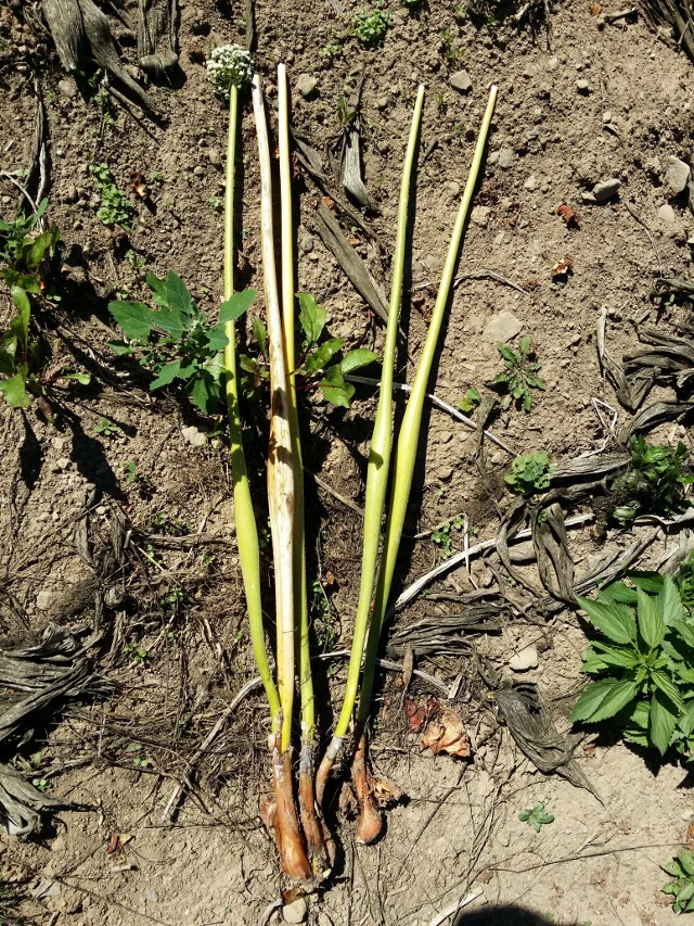 Notice how a seed onion grew into multiple plants. Also note the shape of the seed stalk. It is hard and swollen.