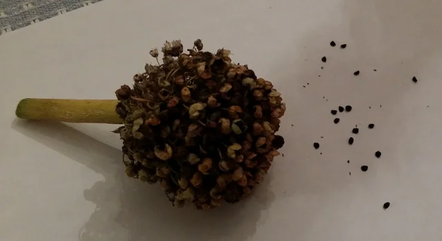 The seeds are on the right. One must wait until the seed heads turn brown before harvesting seeds. Otherwise they will not be mature and will not germinate. Don't wait too long, however, or all of the seeds will fall out before you get them.