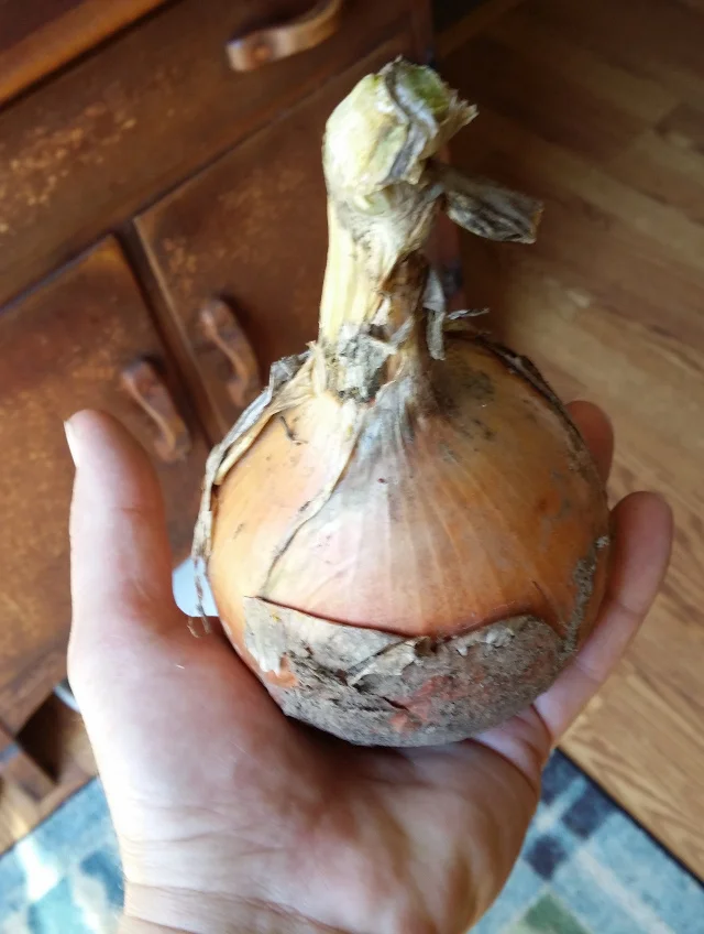 This a first generation onion from seed. (F1 in genetics terms) Note the green in the stem. This onion needs to dry up a bit before being placed in a nylon netting bag for storage.
