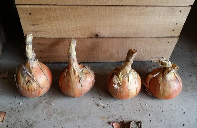These are F1 generation onions that will be stored in the refrigerator over the winter. They will be planted in early spring to generate seeds for the 2017 planting. Gardeners must plan ahead and be patient.
