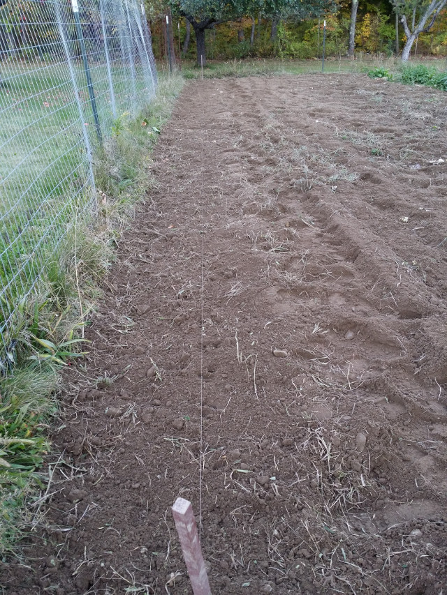 Not much to see, but the garlic is in there and ready to sprout in the spring!