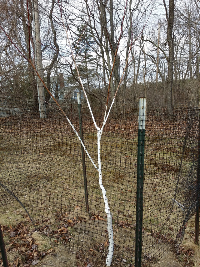 Peach tree that is painted, protected with a plastic spiral, and fenced in because of deer.