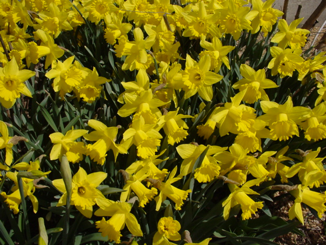 If all goes well with your fall planting, you could get this!