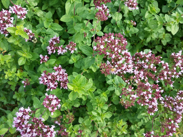 This is Oregamin. Can you find the honey bee and the bumble bee?