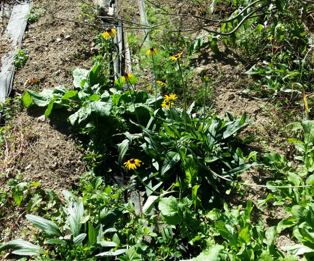 This is a volunteer Black Eyed Susan that found a place in my vegetable garden. It survived rototilling and two weeding events. That is one tough plant!