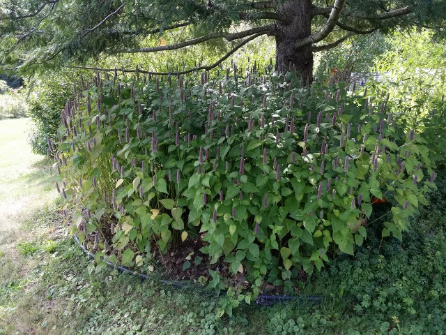 This is a patch of Anise. One volunteer germinated here and spread its seeds. These now like acidic soil with shade. The seeds provide food for small birds during the winter.
