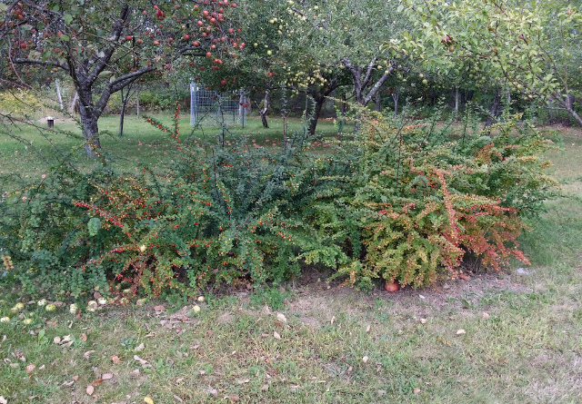 These are volunteer seedlings I found under a red Barberry bush when they were about 1/2 inch tall. None of the seedlings are red like the parent. That's genetics for ya! Nevertheless, I prefer the green Barberry because they become brilliantly colored in the fall.