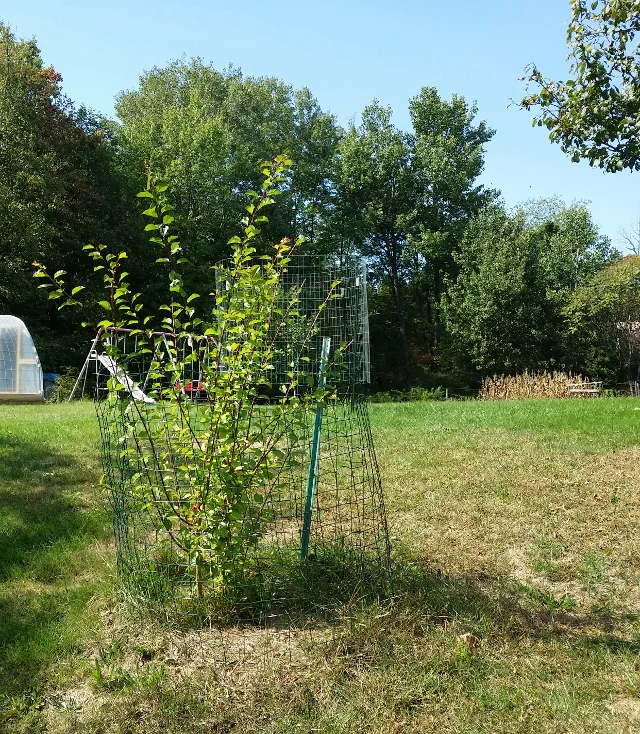 This volunteer is a sucker that grew from the rootstock of a plum tree. I let it grow so I could graft good plum scions onto it next spring. I'll cover grafting in a future post. A year after grafting, this plant will be moved to a permanent location and will someday be a larger prolific plum tree. I make wine and jam with our plums.