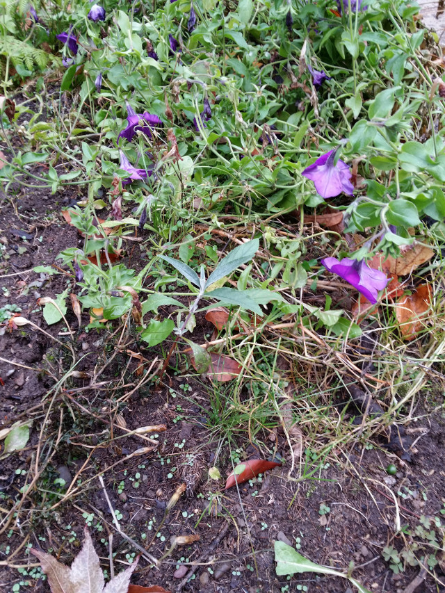 That little plant in the middle is a Butterfly Bush volunteer. It is a long ways from "home." The parent is on the other side of the house. Butterfly bushes are wonderful shrubs that die back to the crown each winter and come back up to grow six feet tall with lots of beautiful purple clusters of fragrant blossoms. Butterflies and humming birds love them.