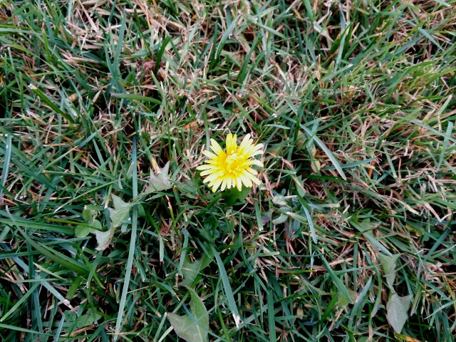 Dandelion flower in mid-December. They should be dormant at this time of the year.