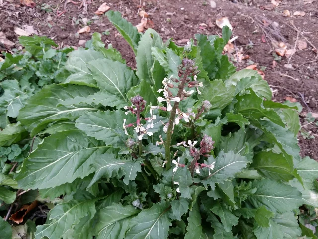 Arugula plant that is extremely hardy and blossoming in mid-December.