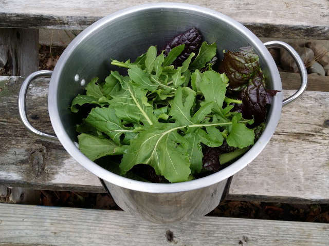 A pot of fresh picked arugula, mustard, and kale in mid-December.