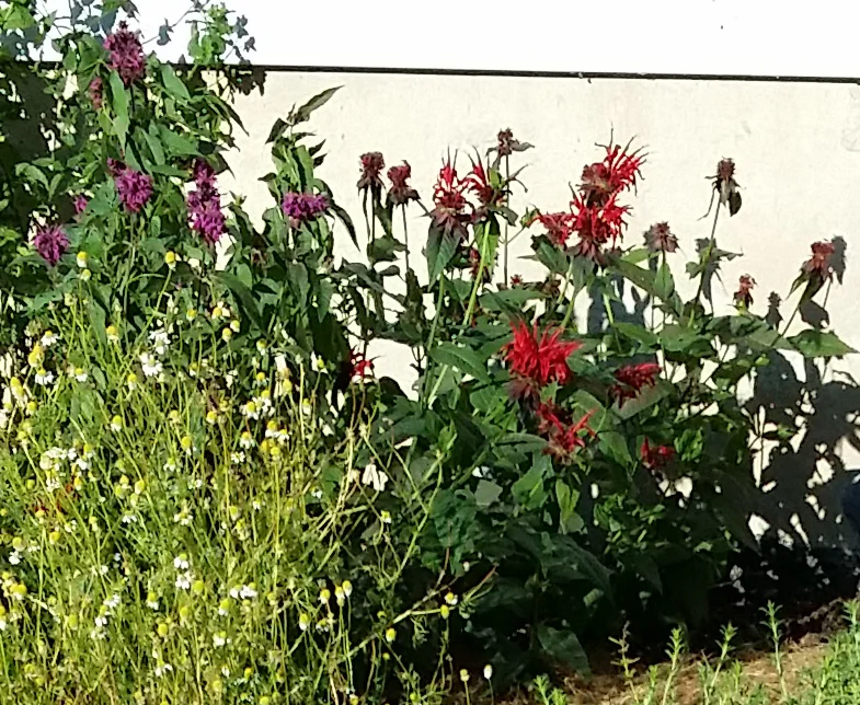 Bee Balm in the summer. Notice that it comes in purple and red. That is chamomile on the left, a wonderful herb for soothing tea. Bee Balm is also great for tea.