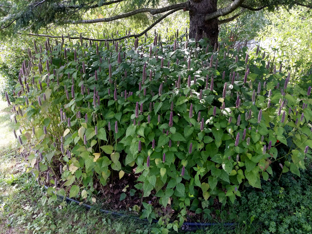 Anise in the summer. It has naturalized under a Hemlock tree. It either comes back from the crown or re-seeds itself. Anise makes a wonderful tea. I have also used it to make Anise liqueur.