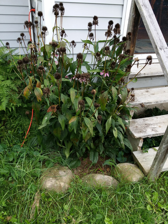 Coneflowers in late summer. Notice the thick stems and large seed heads.