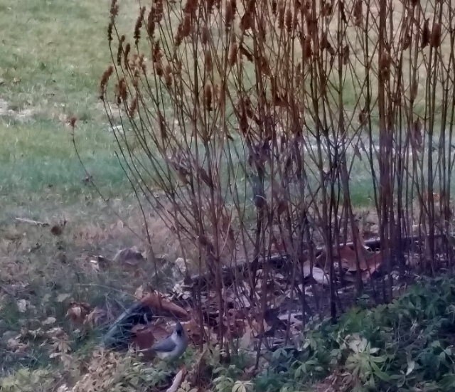 There is one of the ground feeders, looking for seeds that were cast aside by the top feeders.