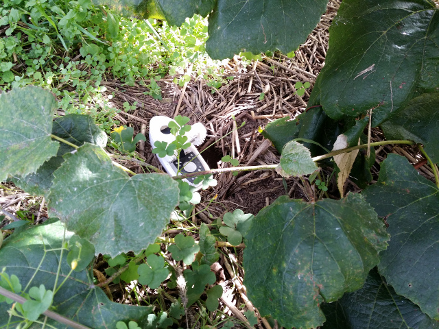 Notice the vole hole next to the mouse trap. No bait is needed if the trap is placed directly in front of the hole. In 2014 I caught 145 voles. Yeah, they are a big problem, but you rarely see them.