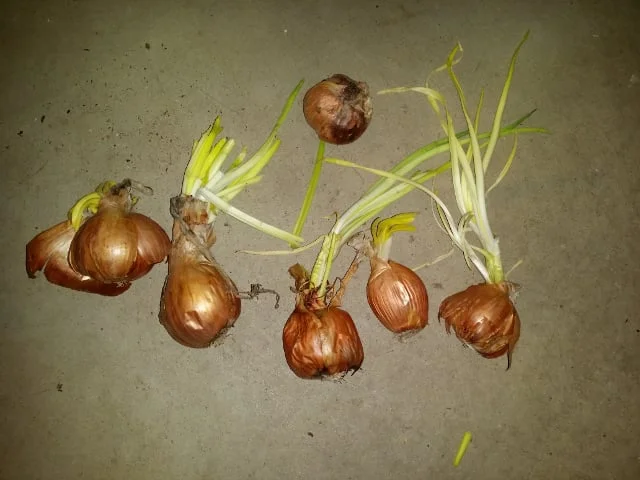 The five on the bottom are the growers, and the one at the top is a stinker. Remove them!