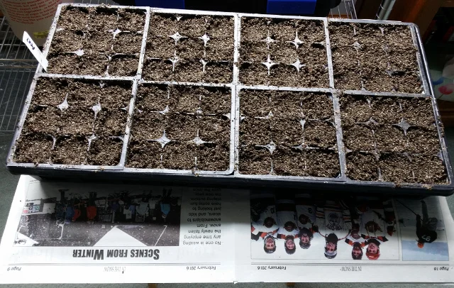 A tray of cells planted with onion seeds for the 2016 season.
