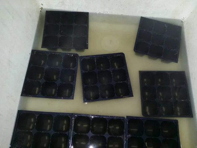 Sanitizing used planting cells.