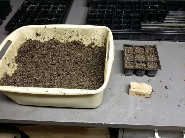 Bin of mixed and wetted seed starting soil with packing wood block and filled cells.