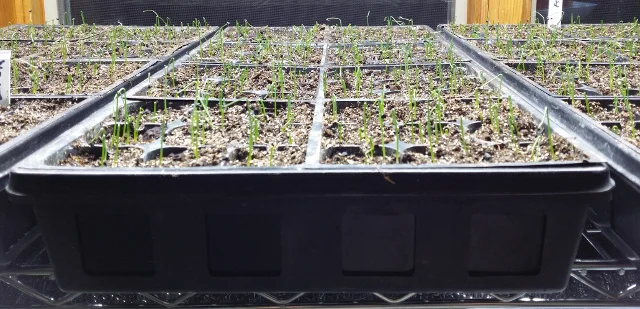 Onion seedlings! It really is worth the little bit of work to get them started.