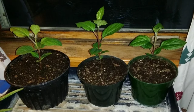These three seedlings began life in a damp paper towel in a Ziploc bag beginning in the fall of 2015.