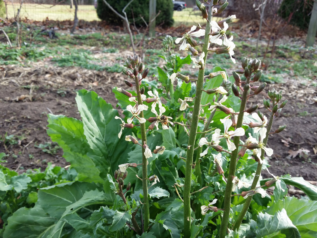 This is Arugula on Dec 24, 2015. Look closely and find the honeybee! This picture made the news on channel 10. (Yes, this really was in upstate NY)