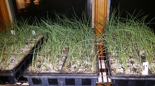 Onion seedlings for 2016. Look back at a previous blog post to see the transition!