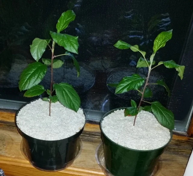 Freyberg apple seedlings. They are much healthier than in the prior picture in another blog post. They needed more natural light and an increase in nutrients. Plants can be dynamic in their needs.