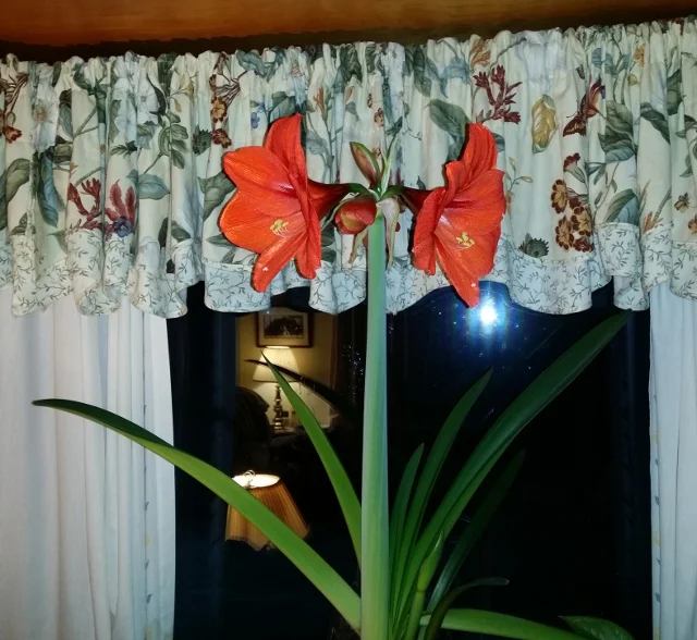 An Amaryllis flower that just opened. If manage properly, they can blossom twice a year. This is an older plant and will have two flower stalks. It is also growing a second bulb that can be planted this summer. How nice for winter enjoyment!