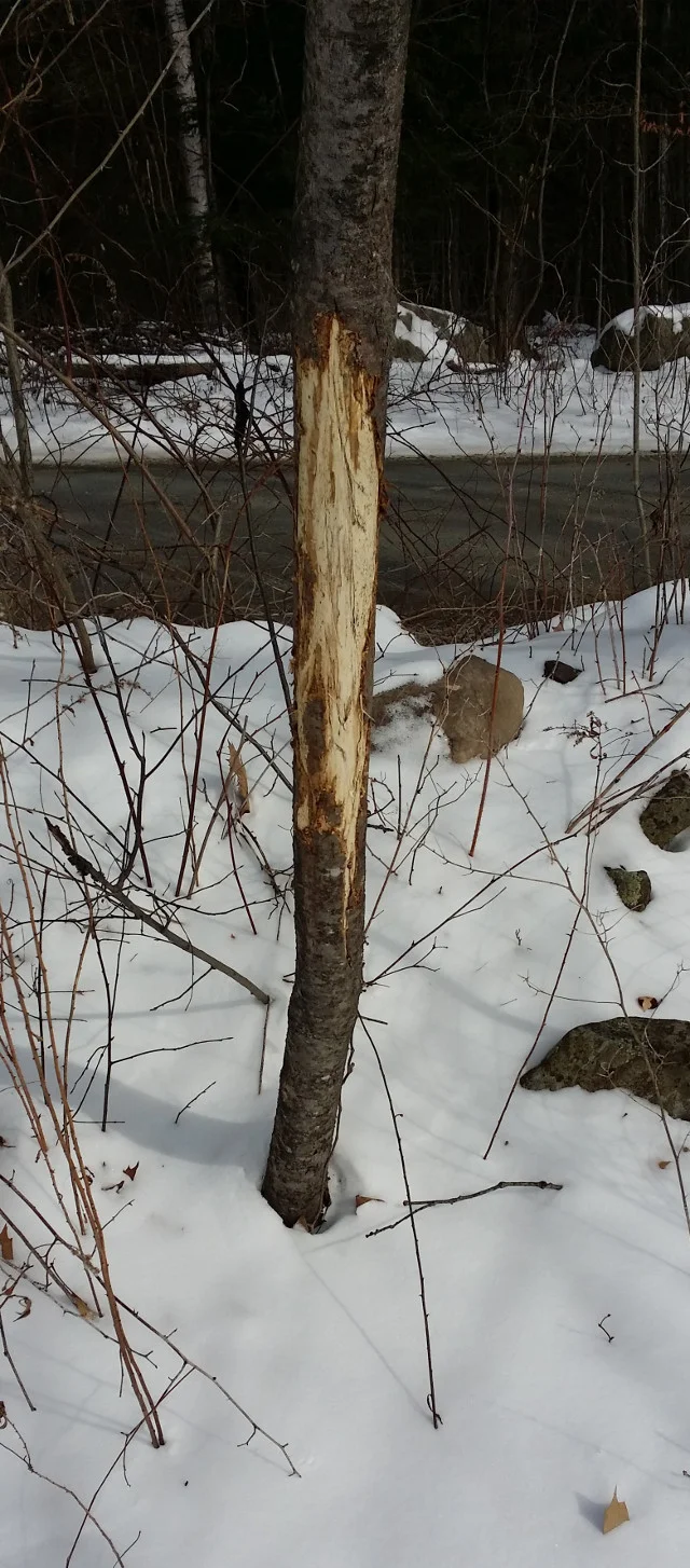 Tree damage by bucks rubbing the bark off. This one will probably not survive.