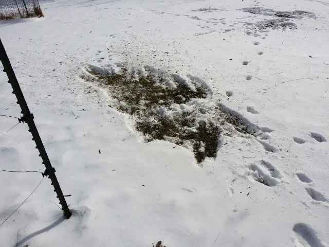 The deer are having a field day with my yard. (Pun intended)