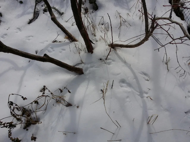 Voles living around my blueberry bushes. You can bet they are eating the roots as we speak. I killed over 145 one summer, but they keep coming back. They live in the stone walls and come out to eat my plants or to move in where others have been exterminated. This is a war that cannot be won, but maybe I can reduce the severity of the damage.