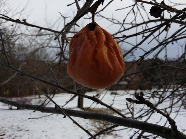This is an example of an apple that I made apple ice wine from. Note the juice freezing as it drips from the apple. 