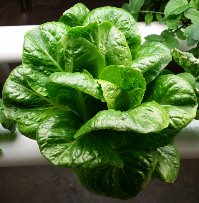 One lettuce plant from my hydroponics system. I have harvested from this plant four times already. I have started a new business that will sell these systems for homes. I "grew" tired of playing Russian Roulette with tainted store produce.
