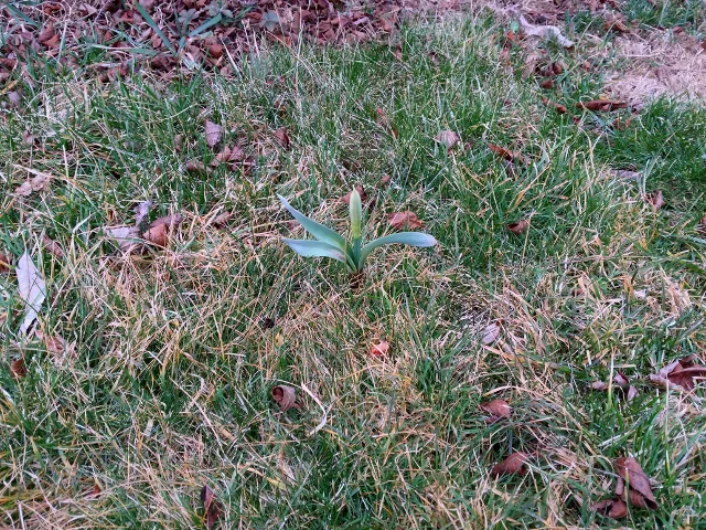 This little daffodil was planted in the fall. I purposely planted it and many others in the lawn around a summer sweet bush. With the grass competition I make sure to give these little guys a bit of spring fertilizer. Later, these will be mowed down and will come back up again next year.