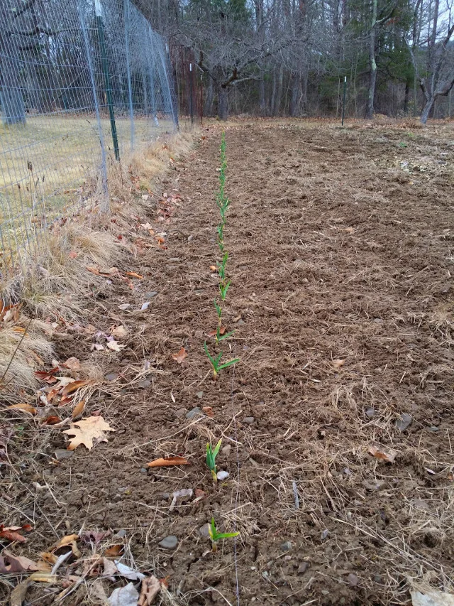 I planted these garlic bulbs in the fall. They are doing great. Only one did not make it.