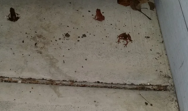 These little tree frogs are a bit early this year and decided to come up to the house to check things out.