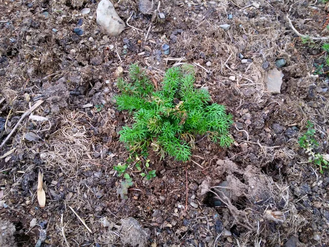 Chamomile is always up early if it is seeded in the fall. I let it self seed so I get two crops.