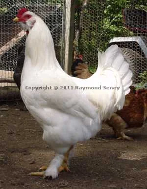 Young Male (Cockerel)