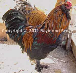 Male not in sunlight.