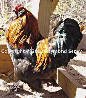 Male in sunlight.