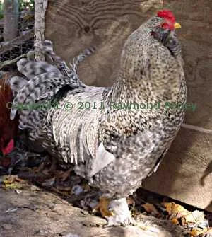 Cockerel