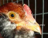 Note how small the comb is. Some females had barely a trace of comb.