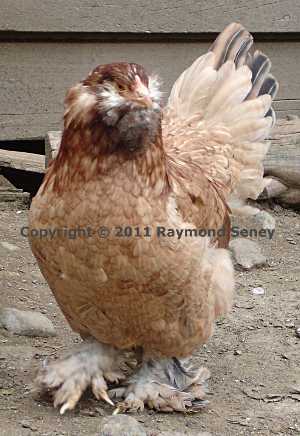 Female Wheaten with extreme leg/toe feathering, beard/muffs, and a reduced pea comb.