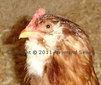 Single combed Wheaten female. Note that it is short and not floppy.