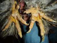 Yes, it is possible to have normal toes with leg and toe feathering.